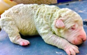 Pistachio, the puppy born with green fur