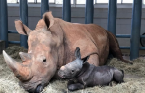 Endangered White Rhino Baby Born