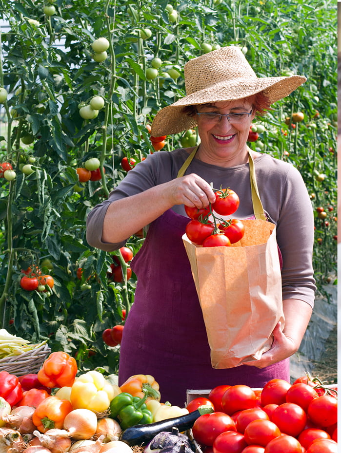 Woman harvesting tomatoes at market.