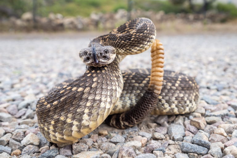 rattlesnakes bite
